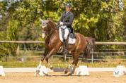 Castrone KWPN Cavallo da Sport Neerlandese In vendita 2014 Sauro brulé ,  EVERDALE