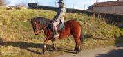 Castrone Auvergne (Cavallo) In vendita 2019 Baio