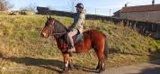 Castrone Auvergne (Cavallo) In vendita 2019 Baio
