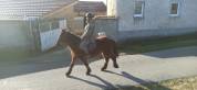 Lutin et Lupin paire de chevaux d'Auvergne