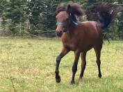 Colt Dartmoor For sale 2023 Bay