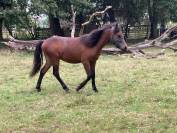 Colt Dartmoor For sale 2023 Bay