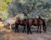 Paarden boerderij Koop Tarragone