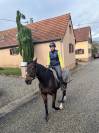 Mare Thoroughbred For sale 2016 Bay