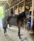 Mare Thoroughbred For sale 2016 Bay