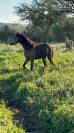 Entire Welsh Pony (Section B) For sale 2021 Buckskin