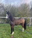 Entire Welsh Pony (Section B) For sale 2021 Buckskin