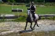 Gelding Other Horse Breed For sale 2017 Grey