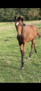 Puledro sBs Cavallo da Sport Belgio In vendita 2023 Baio
