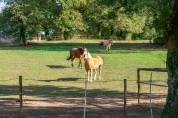 Bella dimora equestre In vendita Loire-Atlantique
