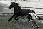 Mare Friesian For sale 2012 Black