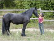 Mare Friesian For sale 2012 Black