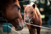 Stallion Shetland Pony For sale 2023 Liver chestnut