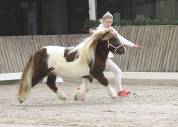 Stallion Shetland Pony For sale 2023 Liver chestnut