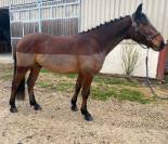 Castrone sBs Cavallo da Sport Belgio In vendita 2020 Baio