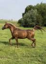 Stallion Arabian For sale 2015 Chesnut