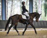 Ruin KWPN Nederlands sportpaard Te koop 2017 Bruin / Bai ,  Incognito