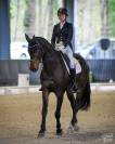Castrone KWPN Cavallo da Sport Neerlandese In vendita 2017 Baio scuro ,  Incognito