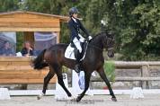 Castrone KWPN Cavallo da Sport Neerlandese In vendita 2017 Baio scuro ,  Incognito