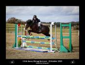 Stallion Welsh Pony (Section C) For sale 2017 Bay