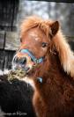 Colt Shetland Pony For sale 2023 Coloured