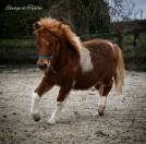 Colt Shetland Pony For sale 2023 Coloured