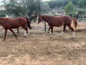 Foal Arab-Appaloosa