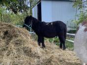 Colt Shetland Pony For sale 2023 Black