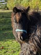 Colt Shetland Pony For sale 2023 Black