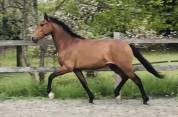 Gelding Lusitano For sale 2019 Bay