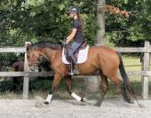 Gelding Lusitano For sale 2019 Bay