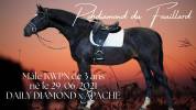 Intero KWPN Cavallo da Sport Neerlandese In vendita 2021 Baio scuro ,  Daily Diamond 