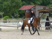 Excellent hongre PRE sport 6 ans, mental top