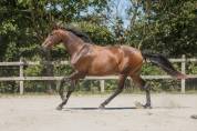 Merrie KWPN Nederlands sportpaard Te koop 2020 Bruin / Bai ,  FOR ROMANCE II