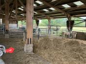 Ferme d'élevage en Charollais SAU 30 à 115 ha