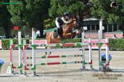 Gelding Other Pony Breed For sale 2014 Chesnut