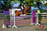 Gelding Other Pony Breed For sale 2014 Chesnut