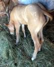 Filly Appaloosa For sale 2023 Dun