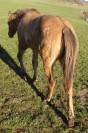 Filly Appaloosa For sale 2023 Dun