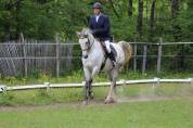 Mare Saddle Horse For sale 2009 Grey