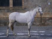Ruin Tsjechisch sportpaard Te koop 2015 Schimmel ,  Gem Twist