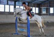 Ruin Tsjechisch sportpaard Te koop 2015 Schimmel ,  Gem Twist
