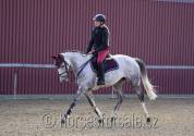 Mare BWP Belgian Warmblood For sale 2017 Grey