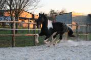 Entire Friesian For sale 2020 Other color