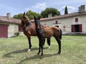 Stallone Cavallo da Sport Germano In vendita 2023 Scuro ,  Ironman Black