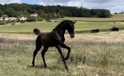 Dekhengst Duits sportpaard Te koop 2023 Bruin ,  Ironman Black