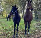 Dekhengst Duits sportpaard Te koop 2023 Bruin ,  Ironman Black