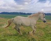 Stallion Connemara For sale 2013 Grey