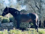 Splendido cavallo nero ,5anni ,in vendita