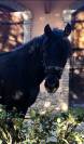 Splendido cavallo nero ,5anni ,in vendita
